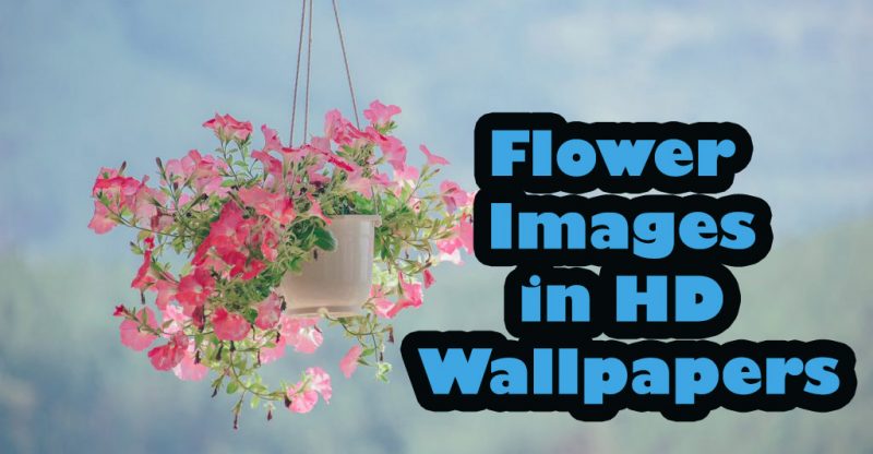 beautiful flower images in HD Wallpapers Collection